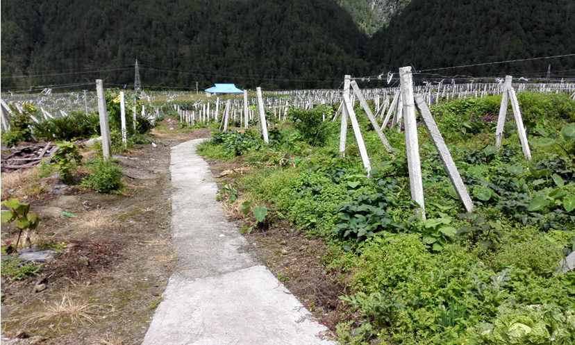 下察隅镇猕猴桃产业基地